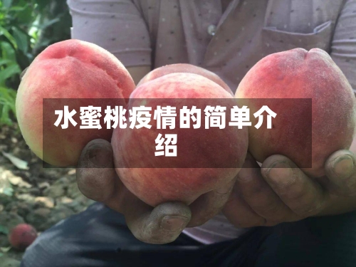 水蜜桃疫情的简单介绍-第2张图片